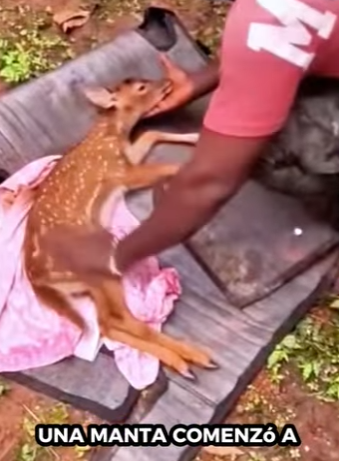 R1701001 Rescata al ciervo (Parte 2)