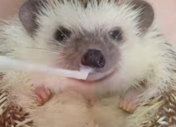 R1701005 Rescatando al erizo (Parte 2)