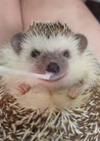 R1701005 Rescatando al erizo (Parte 2)