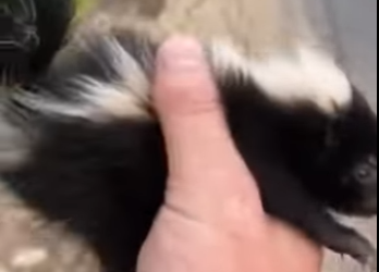 R1701006 Zorrillo de rescate (Parte 2)