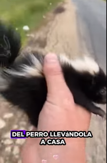 R1701006 Zorrillo de rescate (Parte 2)