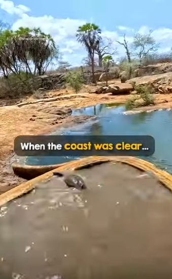 B0101006 Thank you saving baby reuniting him mama (Part 2)