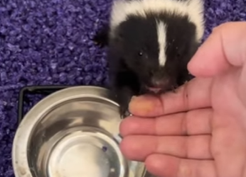 R1701013 Zorrillo de rescate (Parte 2)