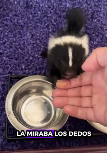 R1701013 Zorrillo de rescate (Parte 2)