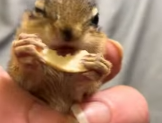 R1701007 Ardillas rescatadas (Parte 2)