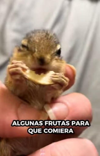 R1701007 Ardillas rescatadas (Parte 2)