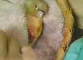 R1701004 Loro de rescate (Parte 2)