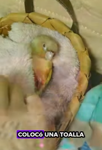 R1701004 Loro de rescate (Parte 2)