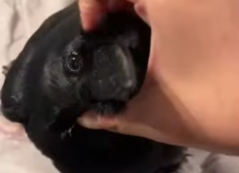 R1701008 Rescatar los cuervos (Parte 2)