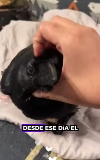 R1701008 Rescatar los cuervos (Parte 2)