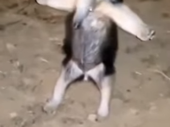 R1701012 Rescate de osos hormigueros (Parte 2)