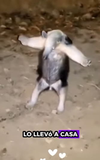 R1701012 Rescate de osos hormigueros (Parte 2)