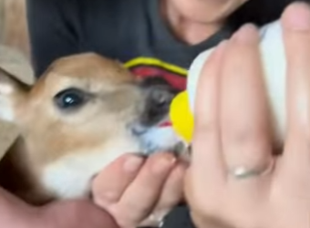 R1701010 Rescata al ciervo (Parte 2)