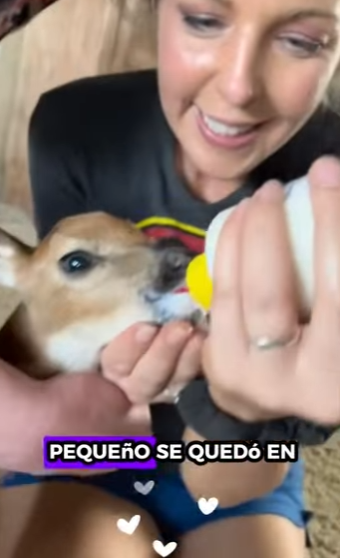 R1701010 Rescata al ciervo (Parte 2)