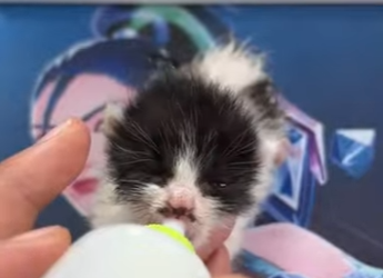 R1701003 Rescata al gatito (Parte 2)