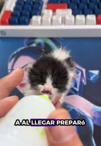 R1701003 Rescata al gatito (Parte 2)