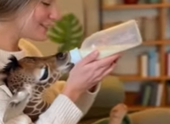 R1701002 Jirafa rescatada (Parte 2)