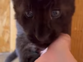 R1701009 Rescatar la pantera negra (Parte 2)