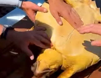 B0101017 Every turtle saved is victory ocean (Part 2)