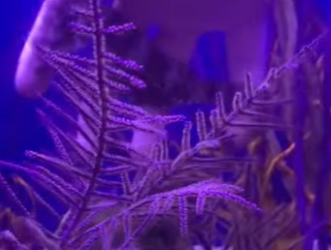 R1701014 Rescatar al caballito de mar (Parte 2)