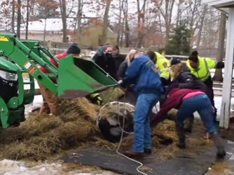 I1401003 Rescuing an injured horse couldn stand up (Parte 2)