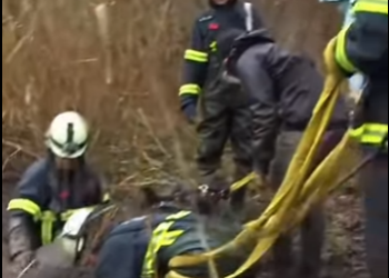 I1601002 Horse stuck into swamp Animals (Part 2)