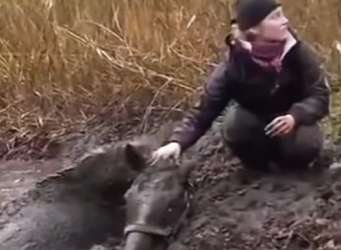 I1601006 Rescuing horse trapped in mud days (Part 2)