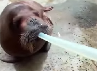 A1701010 El rescate es amor en accion (Parte 2)