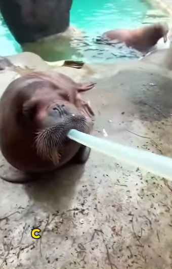 A1701010 El rescate es amor en accion (Parte 2)