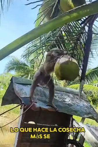 A1701009 Manos amables crean milagros (Parte 2)