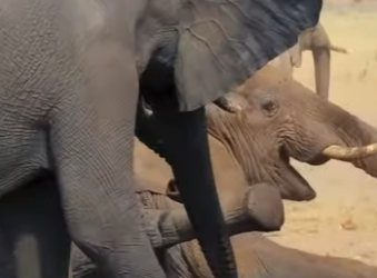 A1701011 Una vida salvada es una victoria (Parte 2)