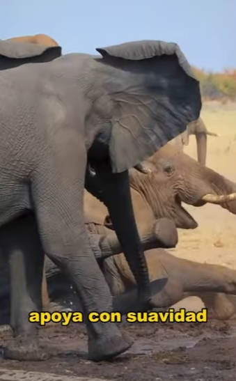 A1701011 Una vida salvada es una victoria (Parte 2)