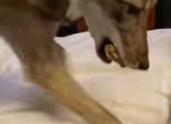 A1701013 Del peligro a un lugar seguro (Parte 2)