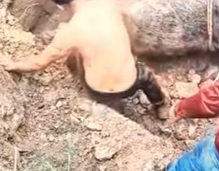 Caballo de rescate (Parte 2)