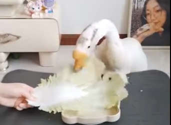 A1701001 Cada vida merece una segunda oportunidad (Parte 2)