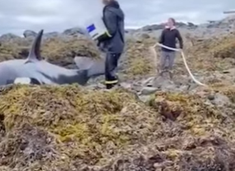 A1701004 Un pequeno rescate puede salvar una vida (Parte 2)