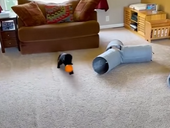 W1701008 Cat Demands On Using Treadmill Multiple Times Dat (Part 2)