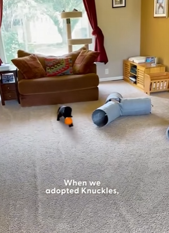 W1701008 Cat Demands On Using Treadmill Multiple Times Dat (Part 2)