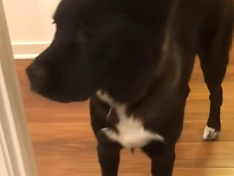 W1701007 Husky Beg His Mom To Visit His Dog BFF Every Single Day (Part 2)