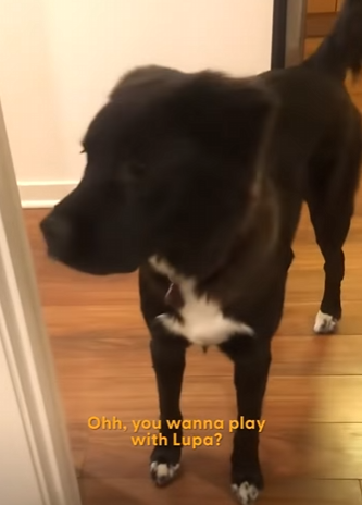 W1701007 Husky Beg His Mom To Visit His Dog BFF Every Single Day (Part 2)