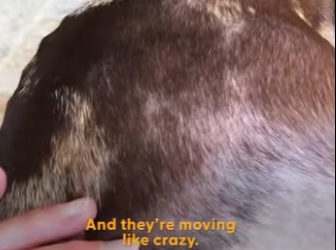 W1701009 Dachshund Rescued Puppy Mill Just In Time To Have Her Babies (Part 2)