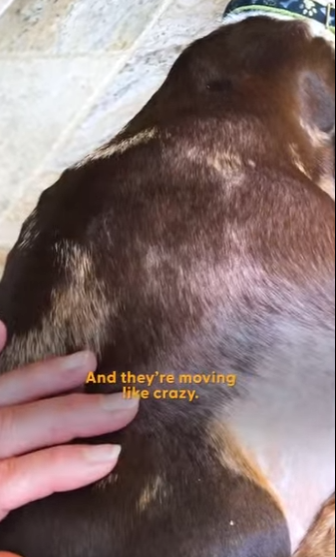 W1701009 Dachshund Rescued Puppy Mill Just In Time To Have Her Babies (Part 2)