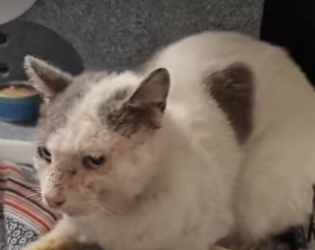 W1701010 Winning Over Most Vicious Feral Cat In World (Part 2)