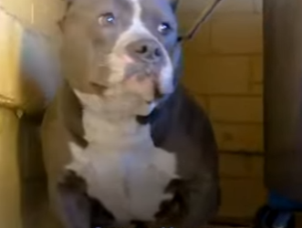 W1701014 Once she knew she was safe, she couldn stop giving everyone kisses (Part 2)