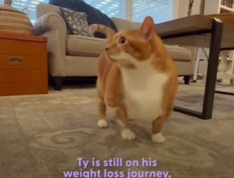 W1701013 Huge Cat Who Couldn Roll Over Learns To Swim (Part 2)