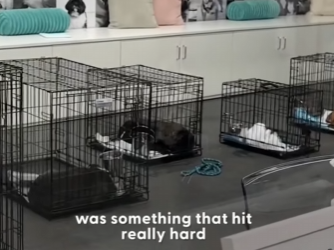 W1701004 Dog Rescued LA Fires Conquers His Biggest Fear (Part 2)