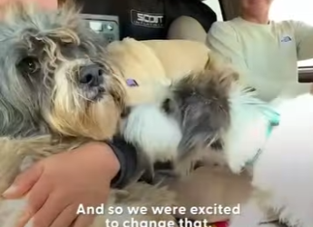 W1701012 Severely Matted Dog Gets First Haircut In Years (Part 2)