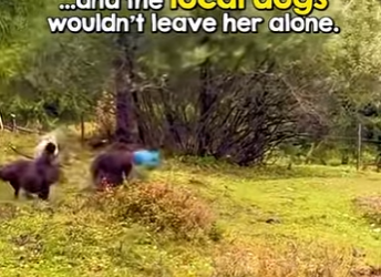 B0101010 Poor thing Such relief to see bucket come off (Part 2)