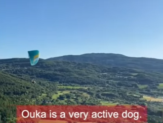 W1701006 Dog has VERY unusual hobby (Part 2)