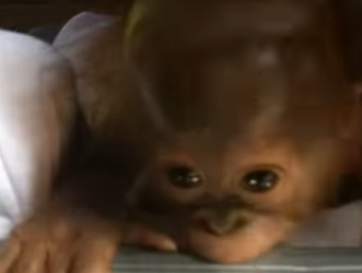 W1701003 Captive orangutan moving reaction to wild (Part 2)
